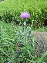 f:id:cangael:20200921133651j:image:left