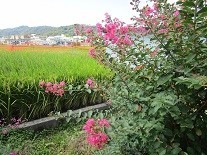 f:id:cangael:20200921134356j:image:right