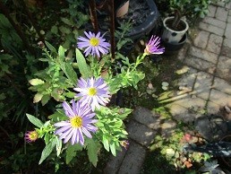 f:id:cangael:20201029084632j:plain f:id:cangael:20201029084632j:plain