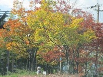 f:id:cangael:20201109124239j:image:left