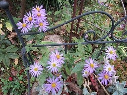 f:id:cangael:20201110120119j:plain f:id:cangael:20201110120119j:plain