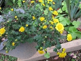 f:id:cangael:20201110120223j:plain f:id:cangael:20201110120223j:plain