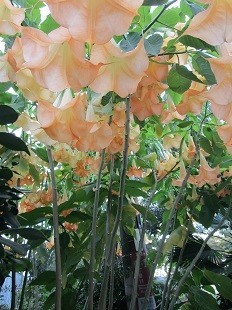 f:id:cangael:20201110154305j:plain f:id:cangael:20201110154305j:plain