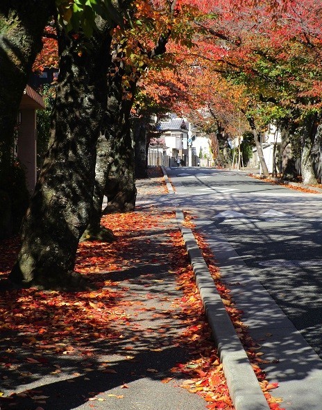 f:id:cangael:20201115122302j:plain