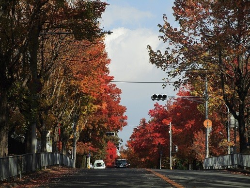 f:id:cangael:20201116135538j:plain