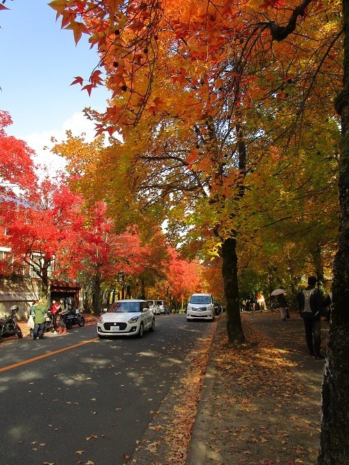 f:id:cangael:20201116135716j:plain