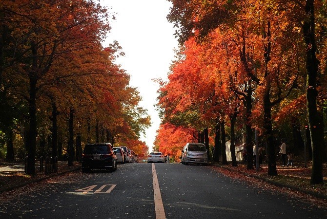 f:id:cangael:20201116140547j:plain