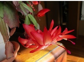 f:id:cangael:20201129103840j:plain