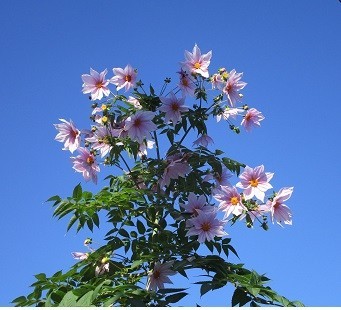 f:id:cangael:20201202091021j:plain