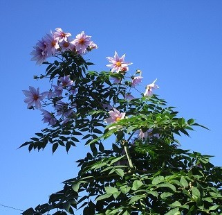 f:id:cangael:20201202091027j:plain
