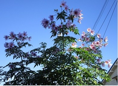 f:id:cangael:20201202091051j:plain