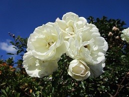 f:id:cangael:20201202114147j:plain
