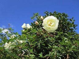 f:id:cangael:20201202114156j:plain