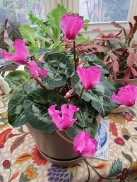 f:id:cangael:20201204141706j:image:left