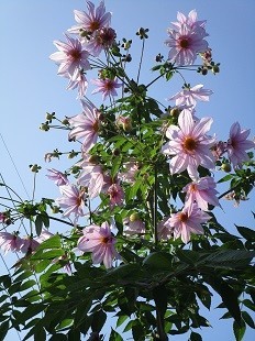 f:id:cangael:20201208105100j:plain