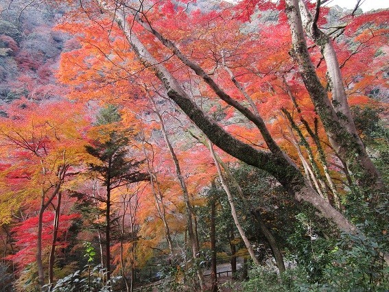 f:id:cangael:20201210134636j:plain