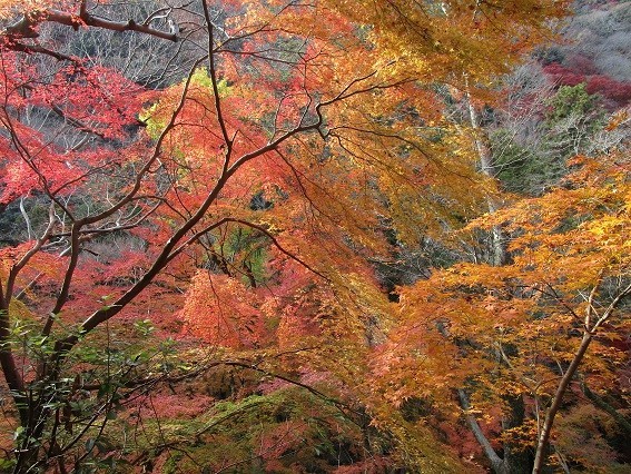 f:id:cangael:20201210135014j:plain