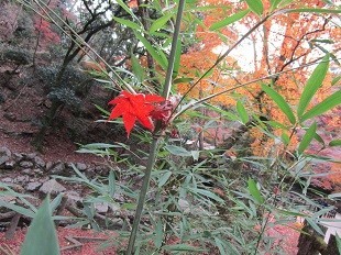 f:id:cangael:20201210142900j:plain