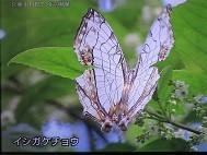 f:id:cangael:20210102141932j:image:right