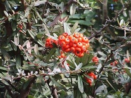 f:id:cangael:20210108135103j:plain