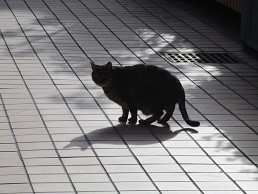 f:id:cangael:20210108135129j:plain