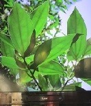 f:id:cangael:20210110135046j:image:right