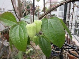 f:id:cangael:20210111091141j:plain