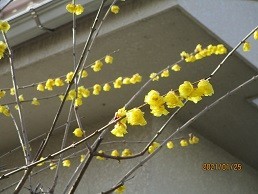 f:id:cangael:20210125101748j:plain