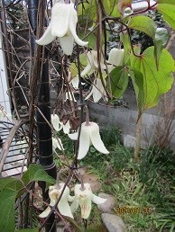 f:id:cangael:20210131140202j:plain