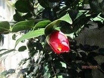 f:id:cangael:20210205110345j:image:left