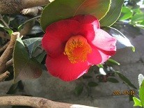 f:id:cangael:20210205110420j:image:right