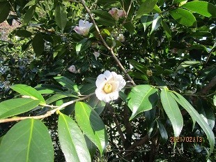 f:id:cangael:20210213152841j:plain