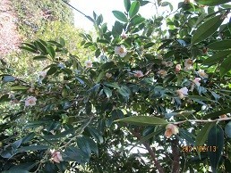 f:id:cangael:20210213152852j:plain