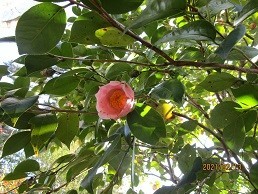 f:id:cangael:20210213153017j:plain