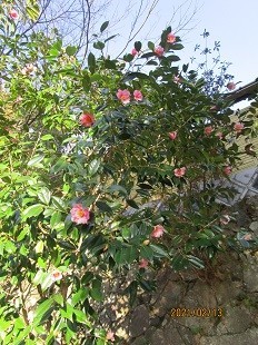 f:id:cangael:20210213153519j:plain