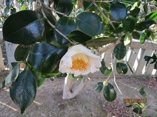 f:id:cangael:20210213153554j:plain