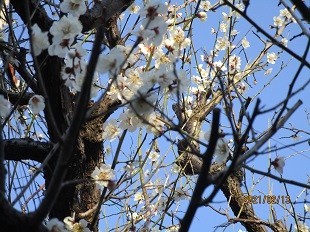 f:id:cangael:20210213160227j:image:left