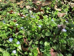 f:id:cangael:20210222135236j:plain