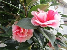 f:id:cangael:20210223154617j:plain