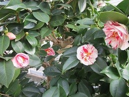 f:id:cangael:20210223154712j:plain