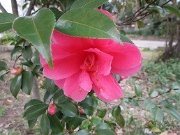 f:id:cangael:20210306140602j:plain