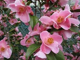 f:id:cangael:20210306140632j:plain