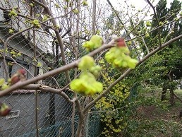 f:id:cangael:20210306140758j:plain