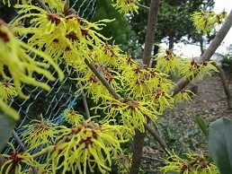 f:id:cangael:20210306140819j:plain