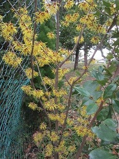 f:id:cangael:20210306140904j:plain