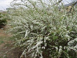 f:id:cangael:20210306141134j:plain