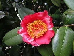 f:id:cangael:20210307135912j:plain