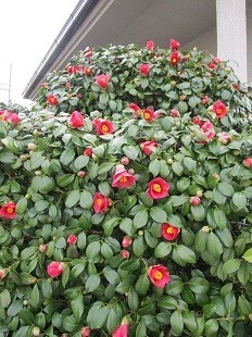 f:id:cangael:20210309100908j:plain