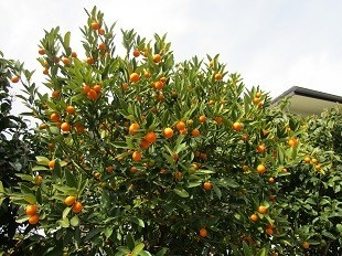 f:id:cangael:20210309100924j:plain