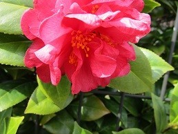 f:id:cangael:20210309100936j:plain